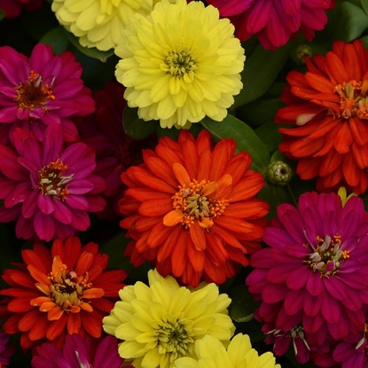 Picture of Zinnia Marylandica Brilliant Series - Brilliant Mixed